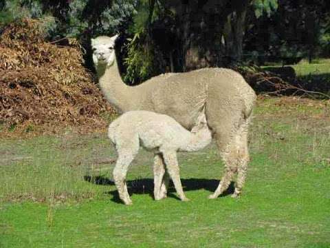 Photo: Yacka Ridge Alpacas